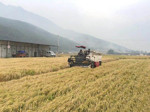 �������������ήa(ch��n)�ل�(chu��ng)�Ї���߼o䛣����a(ch��n)627.5ǧ��