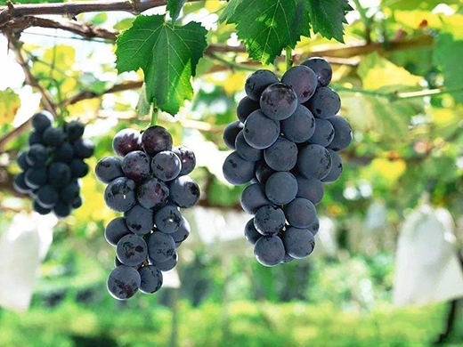 ���χ�����֮�l(xi��ng)�����Ѯa(ch��n)�I(y��)�Ƅӹ��r(n��ng)�����¸�