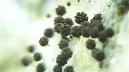 ��Ϳؐ���۾��п����־�����������Ч���ͽ����Ⱦ����