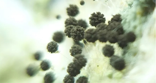 ����ȫ�X�Ҿ�׌��Ĵ˟o��÷�꼾����ĥ��!