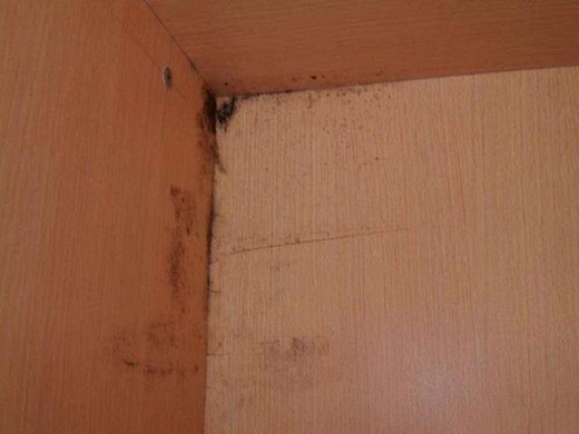 �����졢÷�꼾�������ղ��P䓏N����ݑ�(y��ng)��(du��)