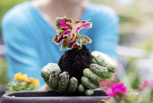 ������(BERNI)������ľ�����չ��δ��(l��i)