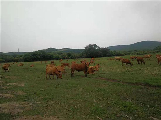 �����������Sţ�� ���콡���ʳ���L��