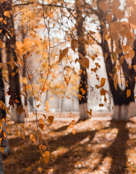 �����f�� | ������������ʰߔ�������