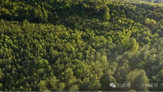 一方樹核心揭秘丨板材破圈的關(guān)鍵密碼